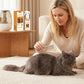 🔥 50% OFF – Last Day! 🔥 Pet Deodorizing & Detangling Spray