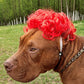 Festive Dog Wig